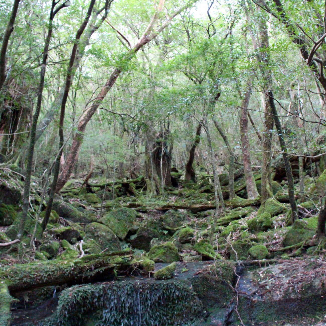 Challenging path at Yakushima